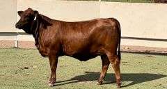 Beefmaster