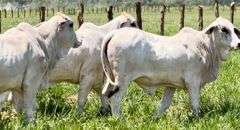 Registered Brahman