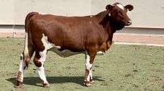 Beefmaster