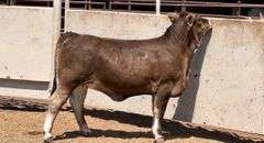 Braunvieh Brahman