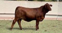 Beefmaster