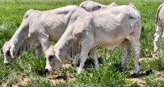 Registered Brahman