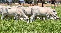 Registered Brahman