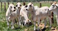 Registered Brahman
