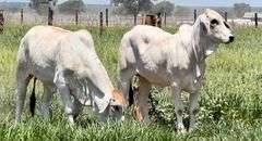 Registered Brahman