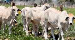 Registered Brahman