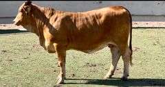 Beefmaster