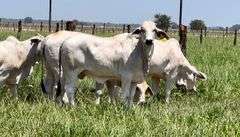 Registered Brahman