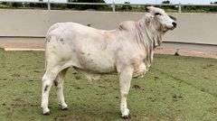 Brahman