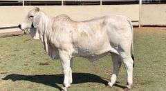 Brahman