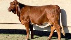 Beefmaster