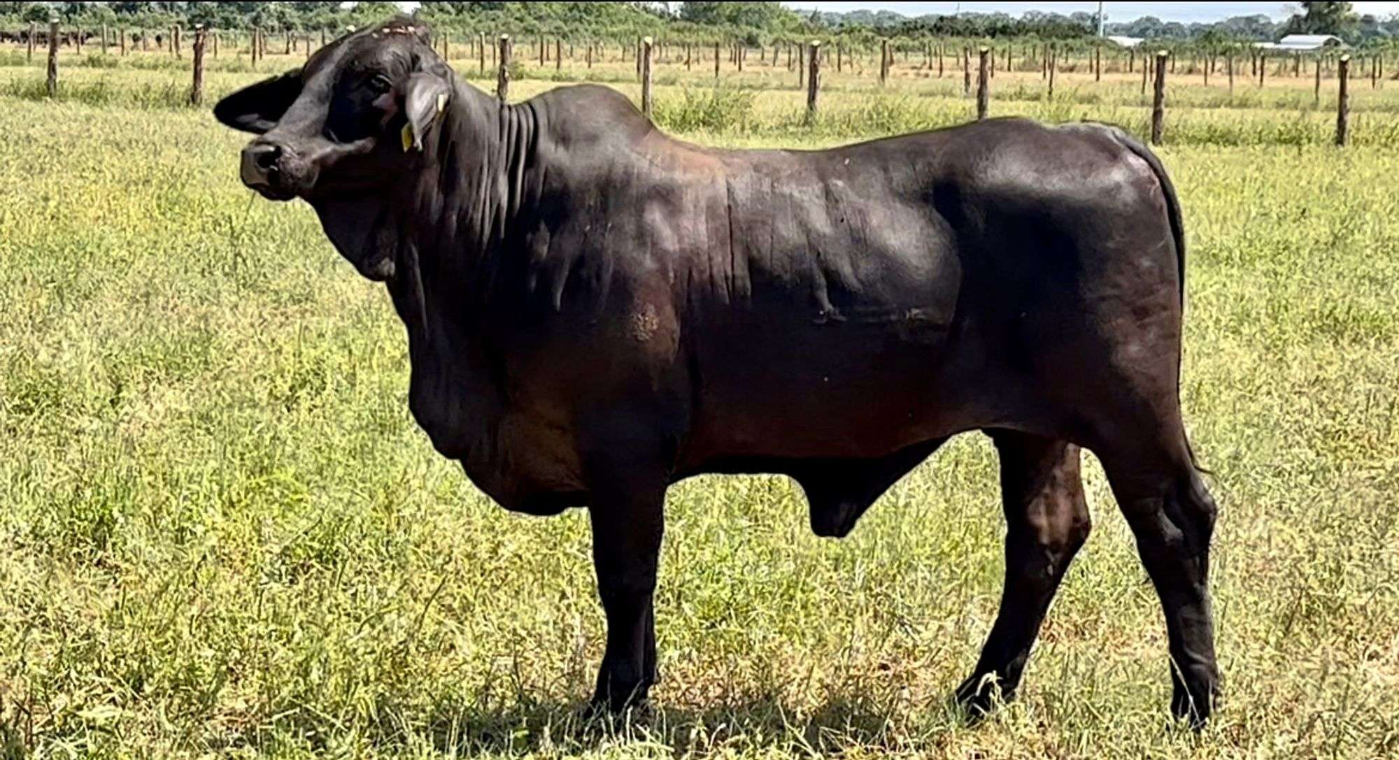 blackmeans brahman 法被 BRAHMAN×blackmeans 法被(はっぴ) br-bm-005 - tactics RECORDS