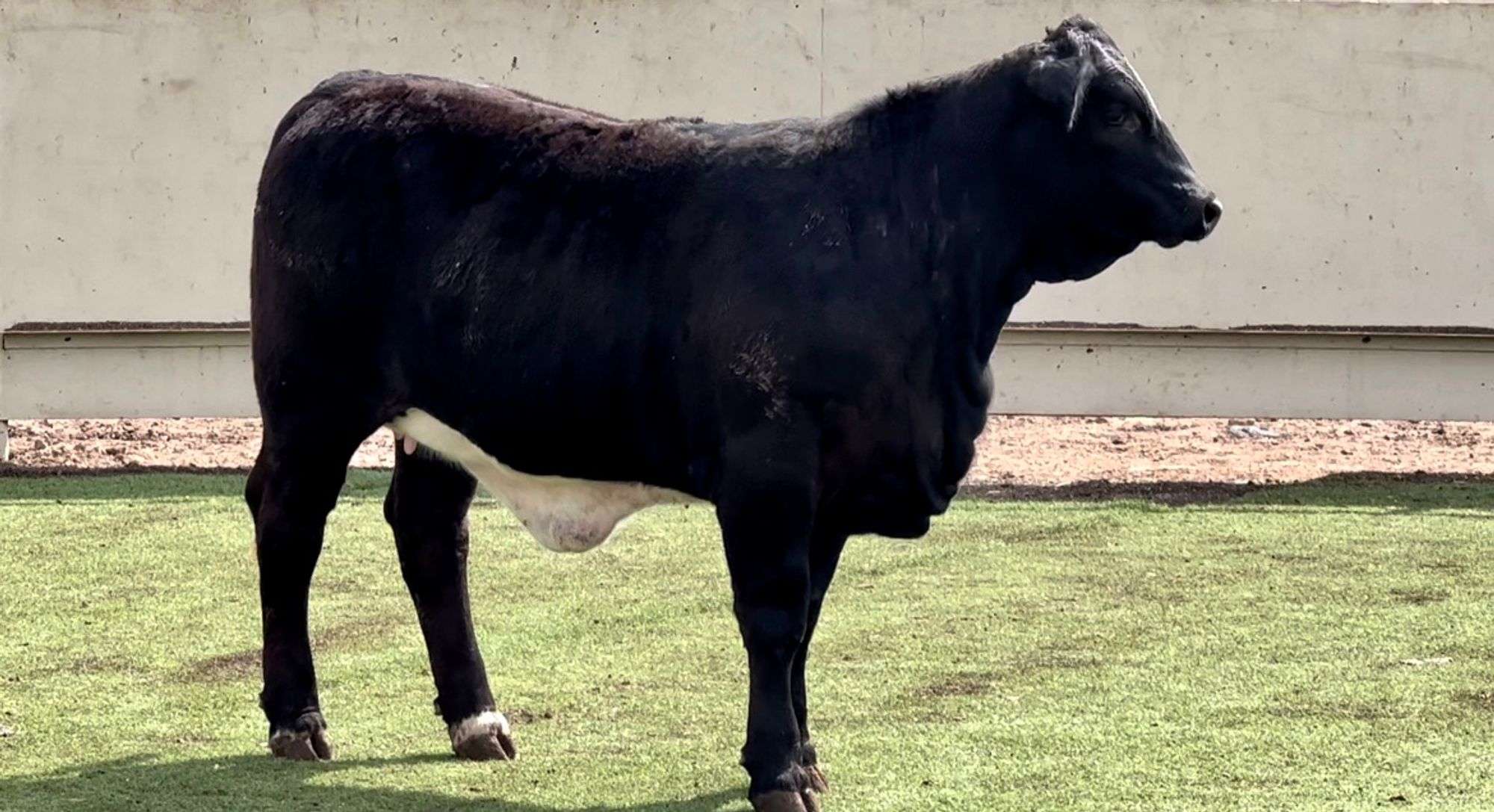 Braford, Beefmaster, Brahman Cross, & More - J&J Cattle Co