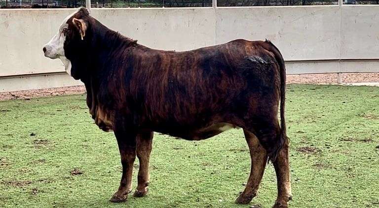 F1 Tigerstripe Braford