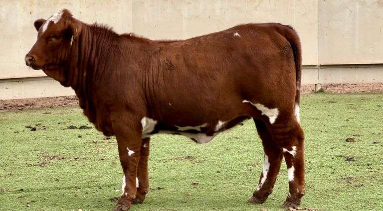 Beefmaster
