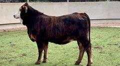 F1 Tigerstripe Braford