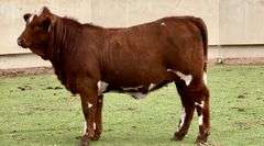 Beefmaster
