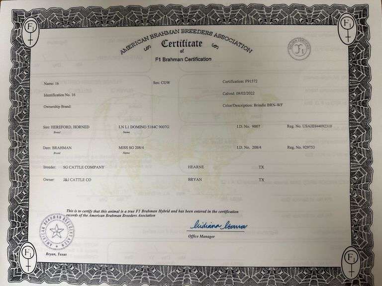 Golden Certified F1 Braford Heifers