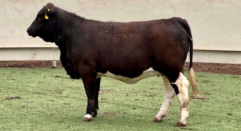 Beefmaster