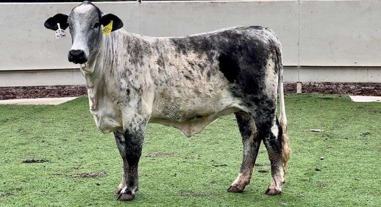 Bred Beefmaster Heifer