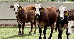 Golden Certified F1 Braford Heifers