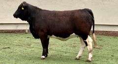 Beefmaster