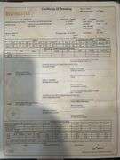 Registered Beefmaster Heifer