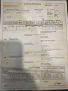 Registered Beefmaster Heifer