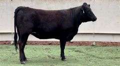 Bred Angus Cross Heifer