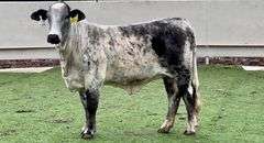 Bred Beefmaster Heifer