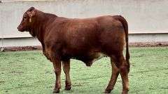 Registered Beefmaster Heifer