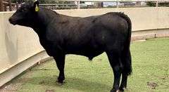 Lot #2855 Angus Bull