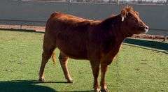 Bred Red Angus Heifer