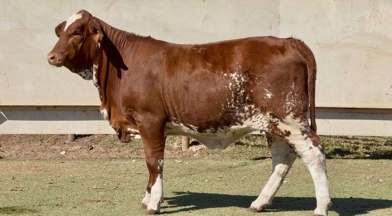 J&J Cattle Co:  Open Replacement Heifer Online Auction