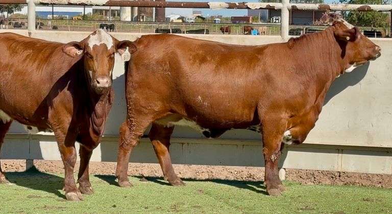 Bred Santa Gertrudis Hereford Cross Heifers