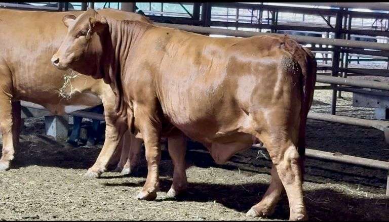 Bred Beefmaster Heifers