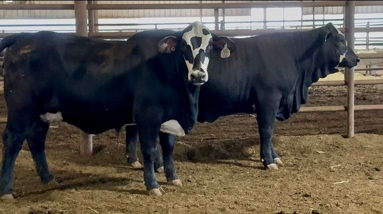 Bred Black Motley Face Heifers-Reserve Grand Champion Overall Pen