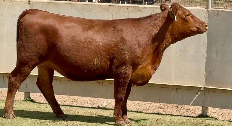 Bred Red Angus