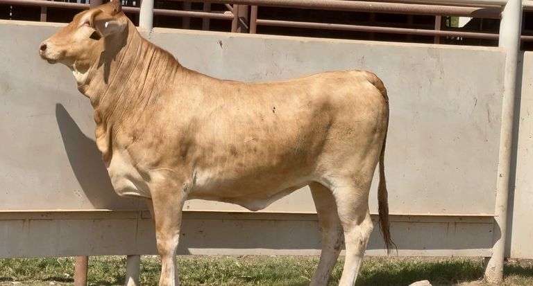 Bred Brahman Cross
