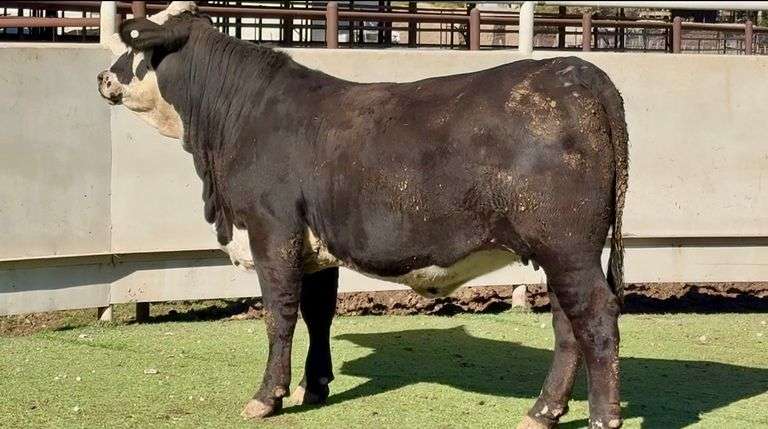 Bred Black Motley Face Heifers
