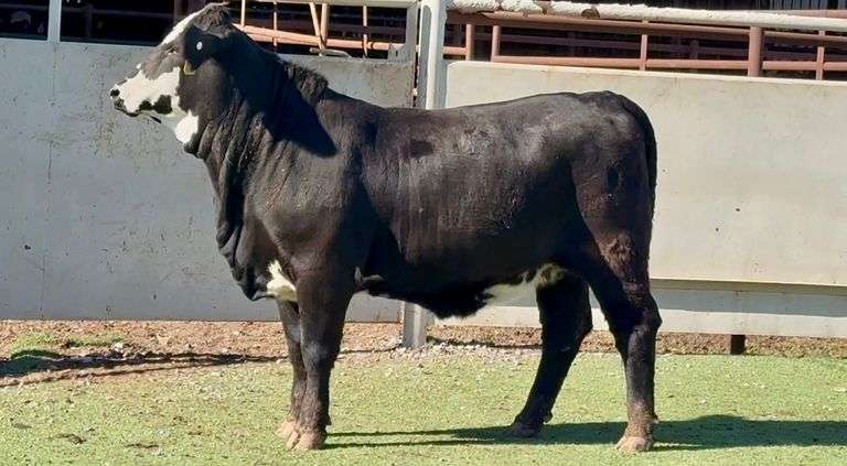 Bred Black Motley Face Heifers