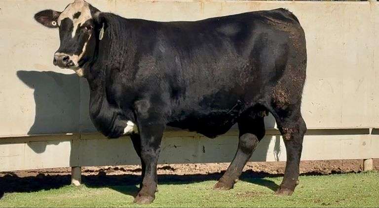 Bred Black Motley Face Heifer