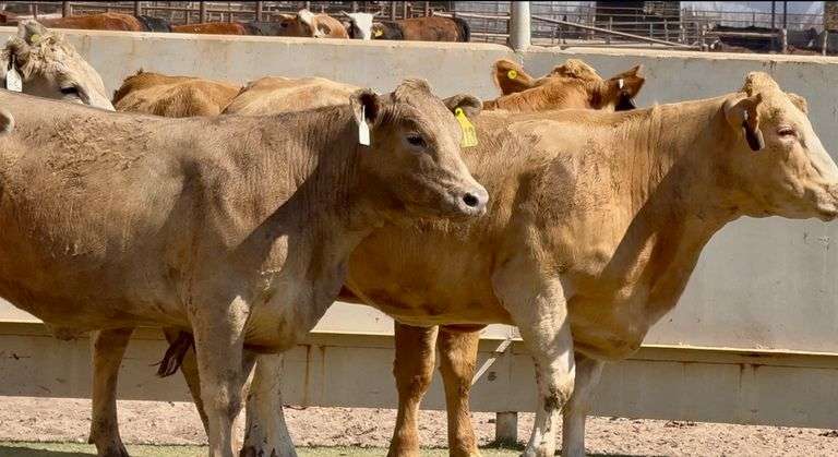 Bred Charolais & Charolais Cross Heifers