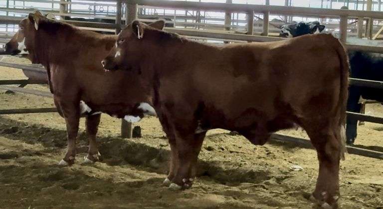 Bred Santa Gertrudis Hereford Cross Heifers-Division Champion Pen