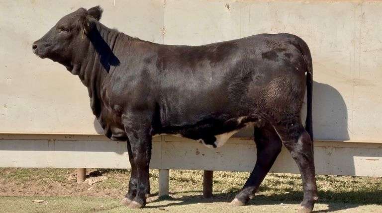 Black Beefmaster