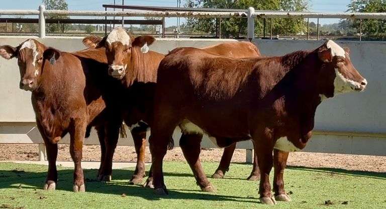 Bred Santa Gertrudis Hereford Cross Heifers