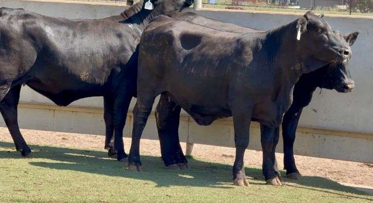 Bred Brangus Heifers