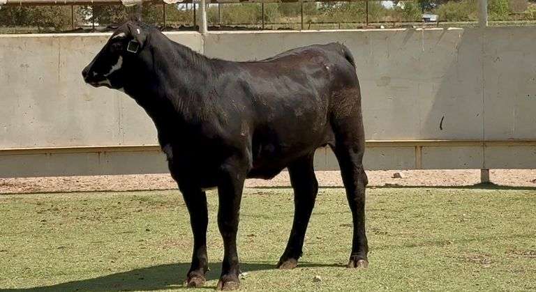 Bred Black Motley Face