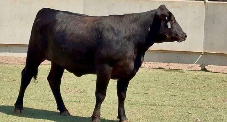 Bred Angus Plus