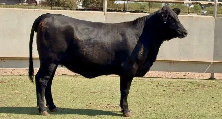 J&J Cattle Co: Bred Replacement Heifer Online Auction